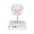Atlas & Axis Model with Occipital Plate, Wire Mounted, on Removable Stand - 3B Smart Anatomy, 1000142 [A71/5], Vertebra Models (Small)