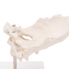 Atlas & Axis Model with Occipital Plate, Wire Mounted, on Removable Stand, 1000142 [A71/5], Individual Bone Models (Small)