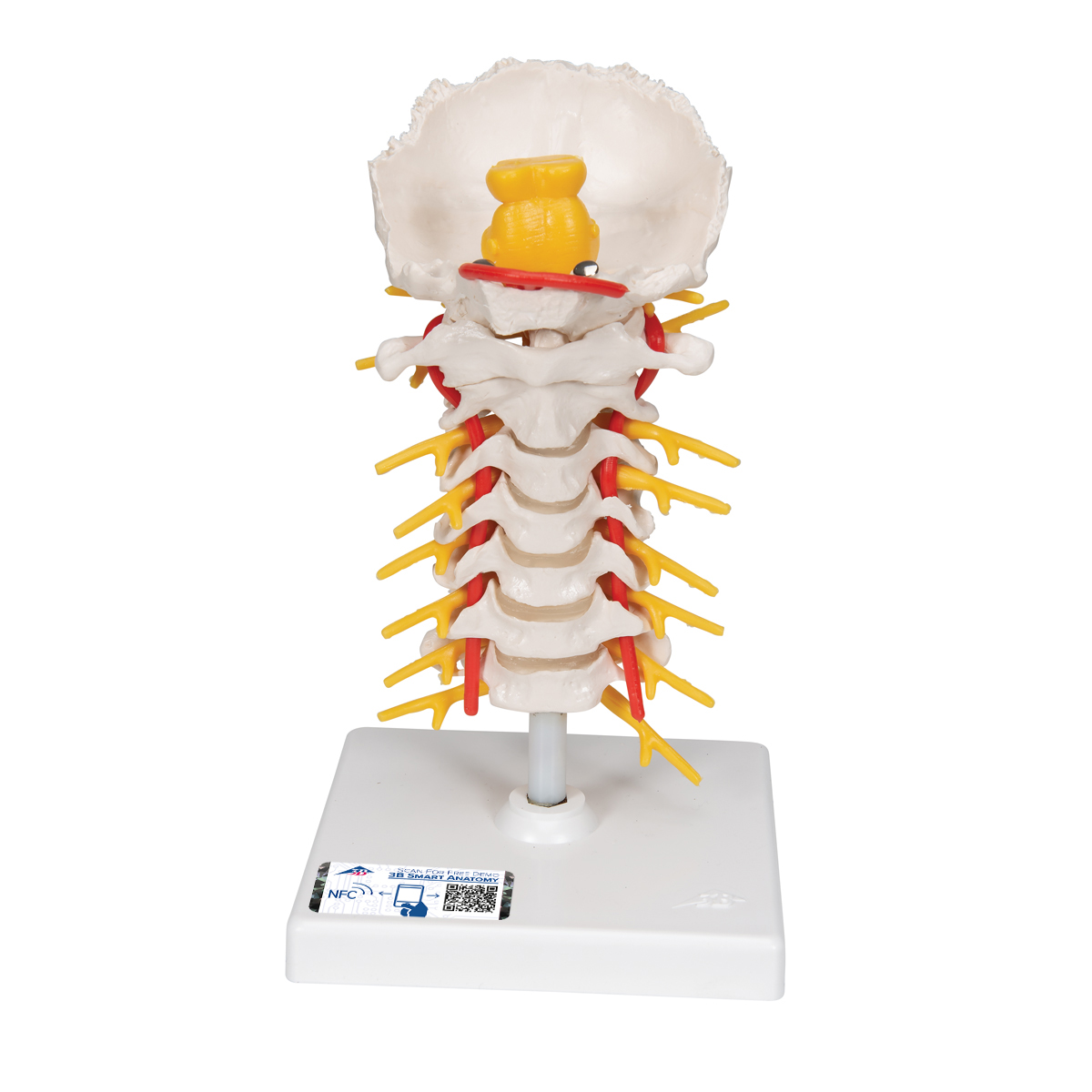 Cervical vertebrae occipital bone with spinal cord model ...