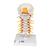 Coluna vertebral cervical, 1000144 [A72], Modelos de vértebras (Small)