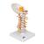 경추 모형 Cervical Spinal Column - 3B Smart Anatomy, 1000144 [A72], 척추뼈 모형 (Small)