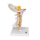 Cervical Human Spinal Column Model, 1000144 [A72], Vertebra Models (Small)