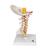 Colonna vertebrale cervicale - 3B Smart Anatomy, 1000144 [A72], Modelli di vertebre (Small)