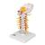 Colonna vertebrale cervicale - 3B Smart Anatomy, 1000144 [A72], Modelli di vertebre (Small)