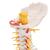 Colonne vertébrale cervicale - 3B Smart Anatomy, 1000144 [A72], Modèles de vertèbres (Small)
