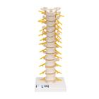 Columna dorsal - 3B Smart Anatomy, 1000145 [A73], Modelos de vértebras