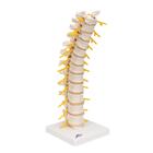 Columna dorsal, 1000145 [A73], Modelos de v&eacute;rtebras (Small)
