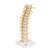 Coluna vertebral torácica, 1000145 [A73], Modelos de vértebras (Small)