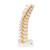 흉추 모형 Thoracic Spinal Column - 3B Smart Anatomy, 1000145 [A73], 척추뼈 모형 (Small)
