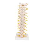 Thoracic Human Spinal Column Model, 1000145 [A73], Vertebra Models (Small)