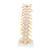 흉추 모형 Thoracic Spinal Column - 3B Smart Anatomy, 1000145 [A73], 척추뼈 모형 (Small)