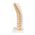 Columna dorsal - 3B Smart Anatomy, 1000145 [A73], Modelos de vértebras (Small)