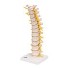 Thoracic Human Spinal Column Model, 1000145 [A73], Vertebra Models (Small)