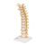 Colonne vertébrale thoracique - 3B Smart Anatomy, 1000145 [A73], Modèles de vertèbres (Small)