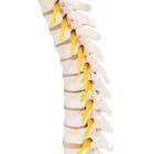 Columna dorsal, 1000145 [A73], Modelos de v&eacute;rtebras (Small)