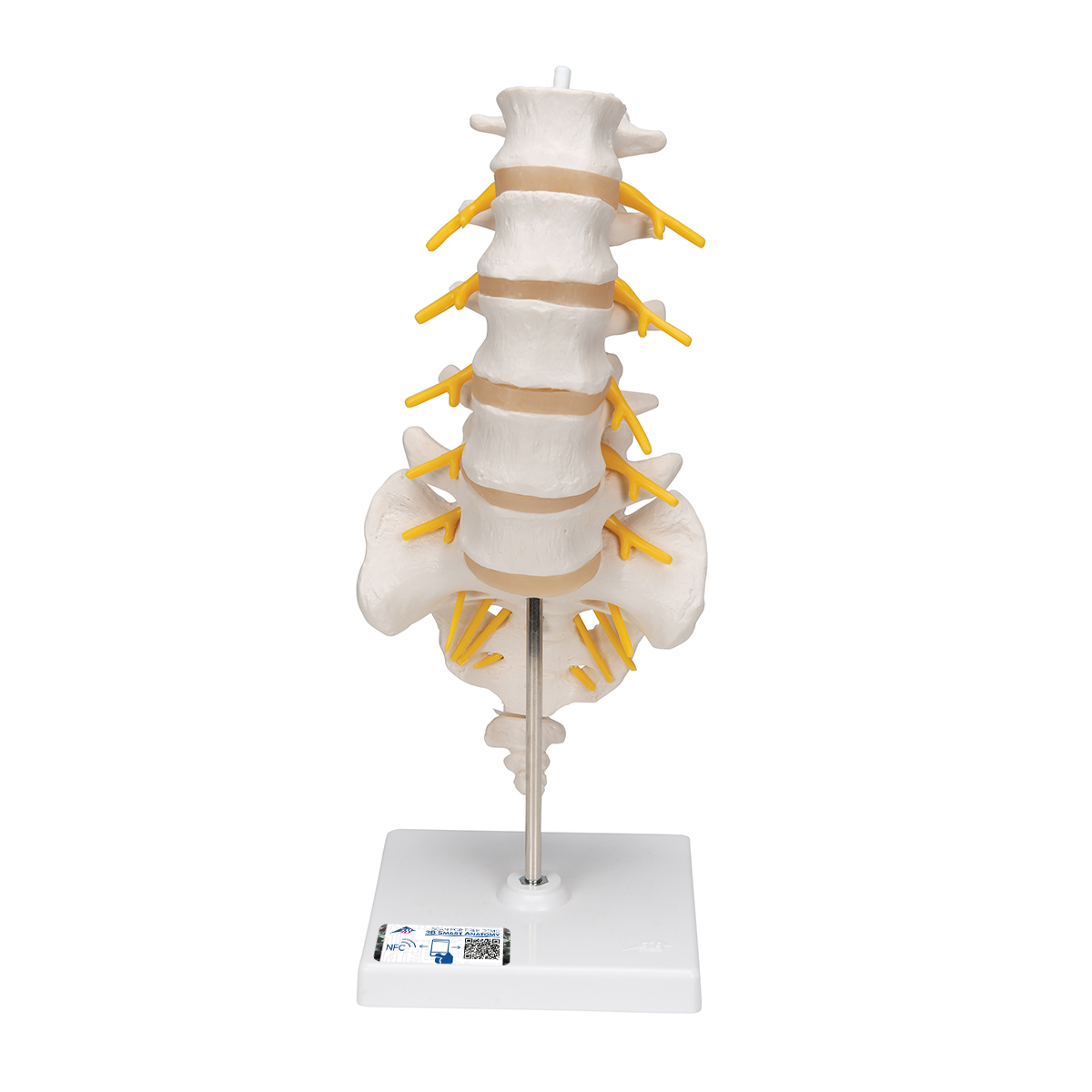 Lumbar & Spinal Nerves Colored Mini Vertebral Column Model Details Vertebrae 