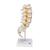 腰椎模型 - 3B Smart Anatomy, 1000146 [A74], 脊椎模型 (Small)