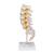 Lumbar Human Spinal Column Model - 3B Smart Anatomy, 1000146 [A74], Vertebra Models (Small)