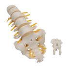 &Aacute;gy&eacute;ki gerincoszlop, 1000146 [A74], Csigolyamodellek (Small)