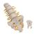 요추모형 Lumbar Spinal Column - 3B Smart Anatomy, 1000146 [A74], 척추뼈 모형 (Small)