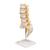Coluna vertebral lombar, 1000150 [A76/5], Modelos de vértebras (Small)