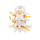 Tres discos vertebrales, montados flexibles, 1000151 [A76/8], Modelos de v&eacute;rtebras (Small)