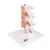 Deluxe Human Osteoporosis Model (3 Vertebrae with Discs ), Removable on Stand - 3B Smart Anatomy, 1000153 [A78], Vertebra Models (Small)