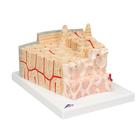 3B MICROanatomy Human Bone Structure, 80 times enlarged, 1000154 [A79], Microanatomy Models  (Small)