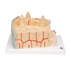 3B MICROanatomy Human Bone Structure, 80 times enlarged, 1000154 [A79], Microanatomy Models  (Small)