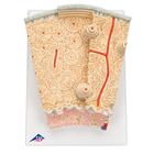 3B MICROanatomy Human Bone Structure, 80 times enlarged, 1000154 [A79], Microanatomy Models  (Small)