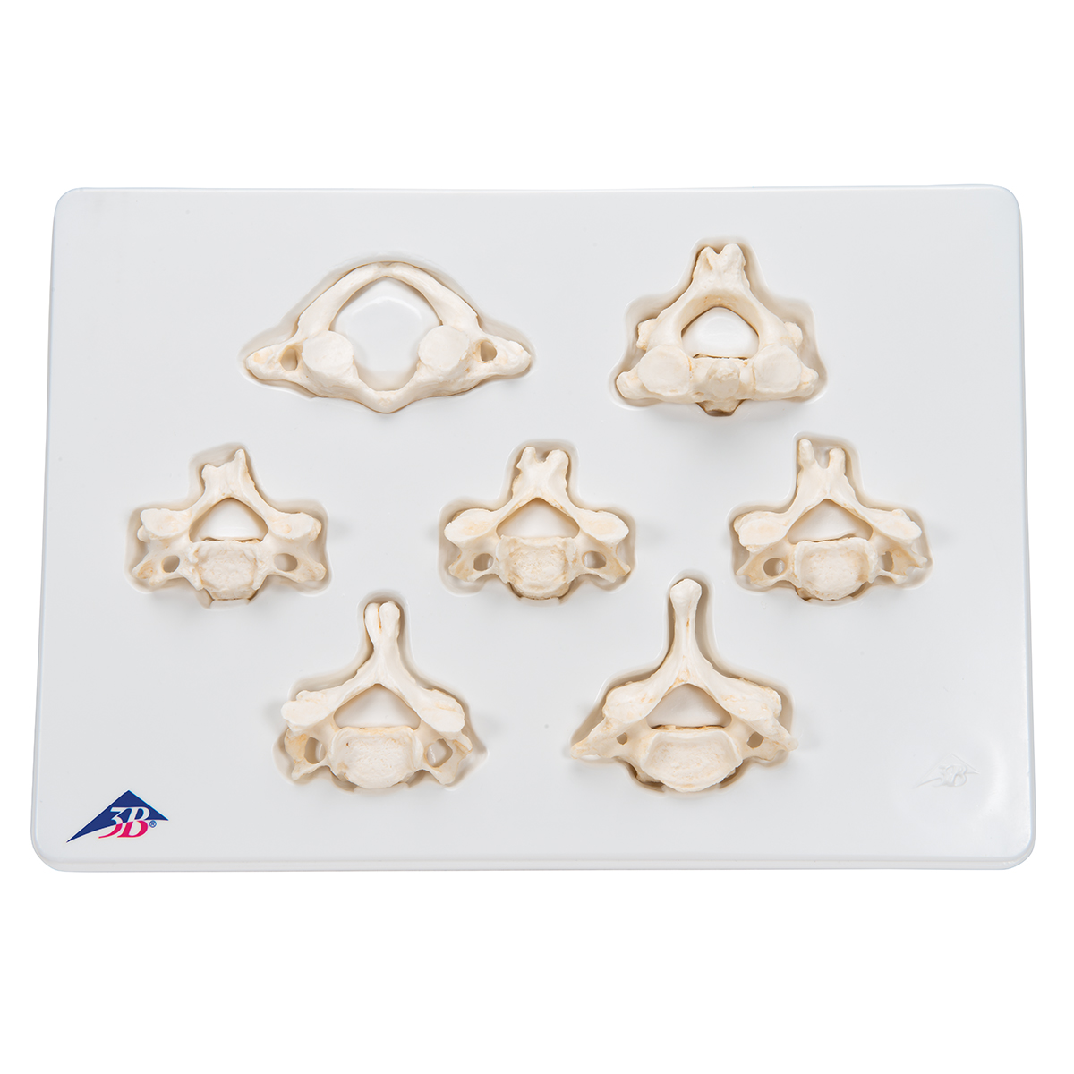 Kit com 7 BONElike vértebras cervicais | 1000021 | A790 | Modelos de ...