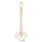 BONElike™灵活的脊椎模型 - 3B Smart Anatomy, 1000157 [A794], 脊柱模型