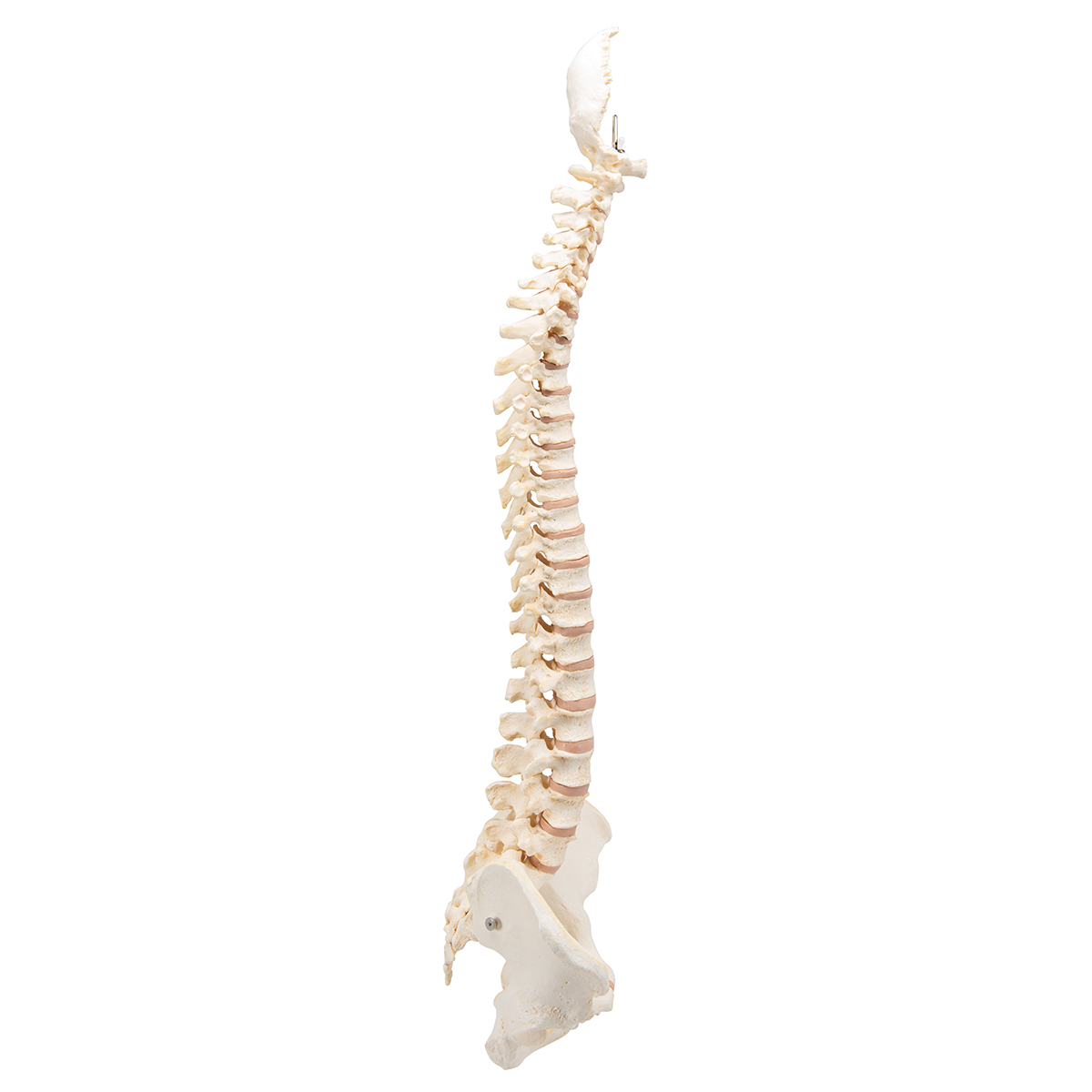 Anatomical Teaching Models - Plastic Spinal Column - Vertebral Column
