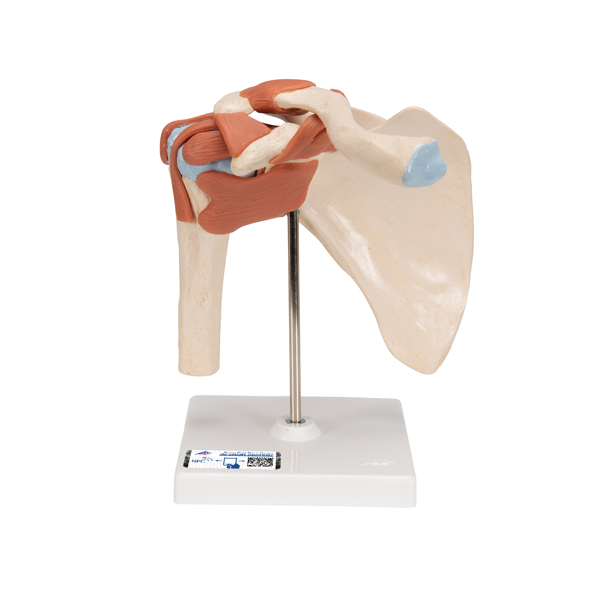 Human Anatomy Shoulder Joint Model with Ligaments for School Teaching Aids 