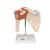 Funktionales Schultergelenkmodell "Luxus" mit Bändern - 3B Smart Anatomy, 1000160 [A80/1], Gelenkmodelle (Small)