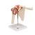 Deluxe Functional Human Shoulder Joint, Physiological Movable - 3B Smart Anatomy, 1000160 [A80/1], Joint Models (Small)