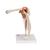 Deluxe Functional Human Shoulder Joint, Physiological Movable - 3B Smart Anatomy, 1000160 [A80/1], Joint Models (Small)