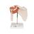 Functional Human Shoulder Joint  - 3B Smart Anatomy, 1000159 [A80], Joint Models (Small)