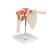 Functional Human Shoulder Joint  - 3B Smart Anatomy, 1000159 [A80], Joint Models (Small)