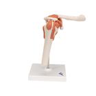 Functional Human Shoulder Joint, 1000159 [A80], Joint Models (Small)
