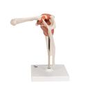 Functional Human Shoulder Joint, 1000159 [A80], Joint Models (Small)