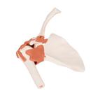 Functional Human Shoulder Joint, 1000159 [A80], Joint Models (Small)
