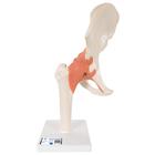 Functional Human Hip Joint Model with Ligaments  & Marked Cartilage - 3B Smart Anatomy, 1000162 [A81/1], Joint Models