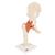 Functional Human Hip Joint Model with Ligaments & Marked Cartilage - 3B Smart Anatomy, 1000162 [A81/1], Joint Models (Small)