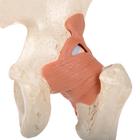 Functional Human Hip Joint Model with Ligaments & Marked Cartilage, 1000162 [A81/1], Joint Models (Small)