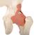 Modèle fonctionnel de luxe de l'articulation de la hanche - 3B Smart Anatomy, 1000162 [A81/1], Modèles d'articulations (Small)