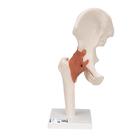 엉덩이 관절(고관절) 모형 Functional Hip Joint - 3B Smart Anatomy, 1000161 [A81], 관절 모형