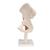 Functional Human Hip Joint Model - 3B Smart Anatomy, 1000161 [A81], Joint Models (Small)