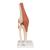 Funktionales Kniegelenkmodell "Luxus" mit Bändern - 3B Smart Anatomy, 1000164 [A82/1], Gelenkmodelle (Small)