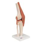 Modelo funcional de la articulaci&oacute;n de la rodilla de lujo, 1000164 [A82/1], Modelos de Articulaciones (Small)
